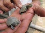 Baby turtles...ahhhhhhhhhhhhhhhhh